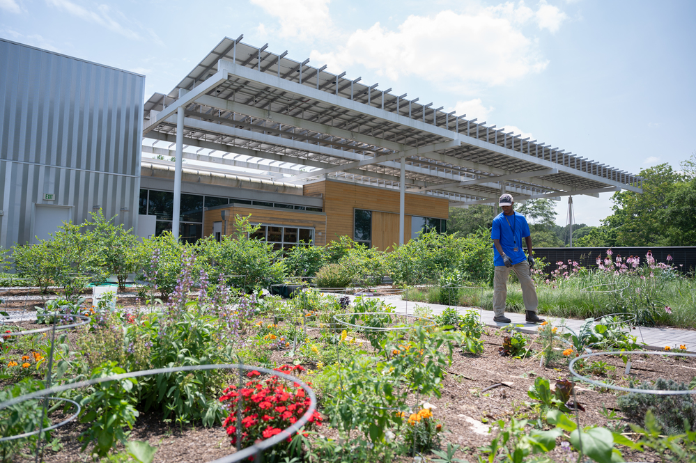 Image of Kendeda roof garden