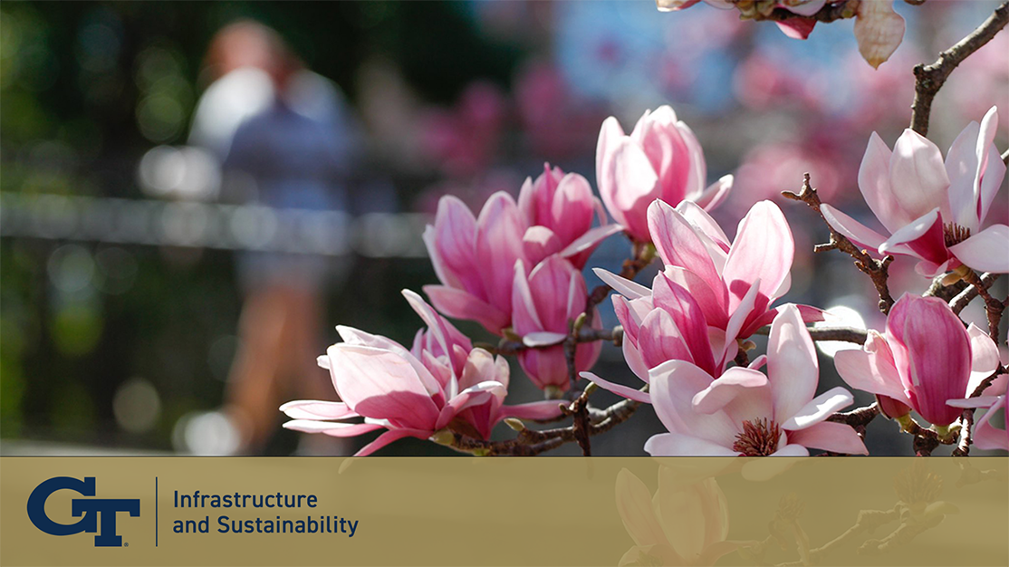 Saucer Magnolia Meeting Background