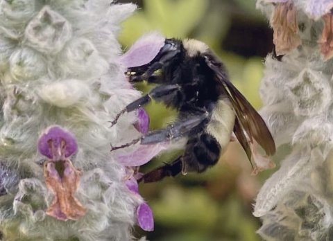 bee_purple_petal.jpg bee_purple_petal.jpg