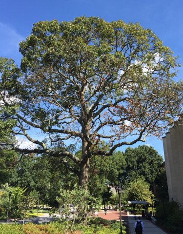 Post Oak Located at Ferst Drive Post Oak Located at Ferst Drive